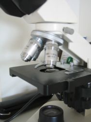examen microscopique vetofora